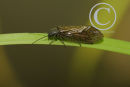 Alderfly